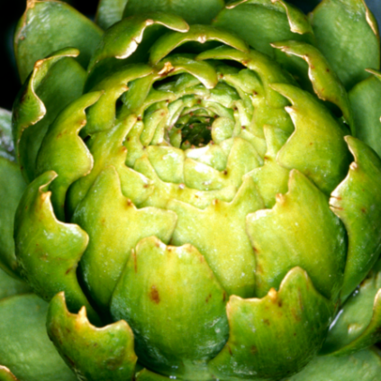 Artichoke, Globe