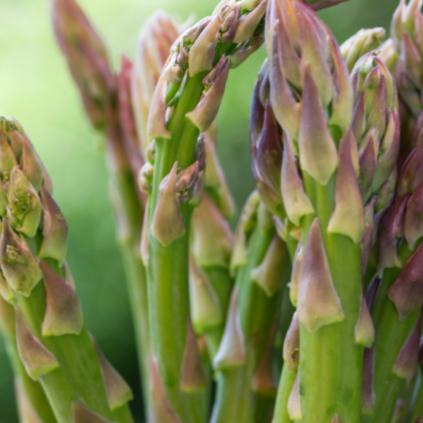 Asparagus
