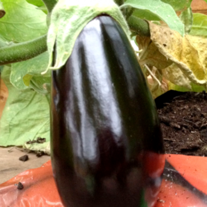 Aubergine