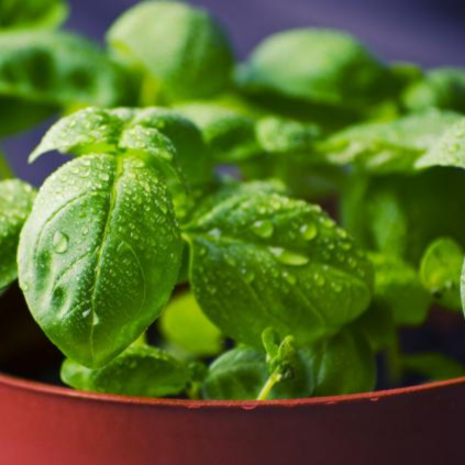 Basil plant growing