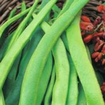 Beans, Runner