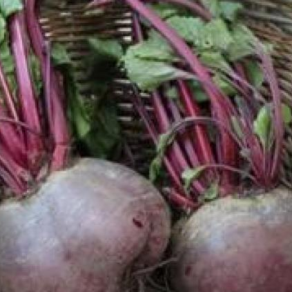Beetroot growing