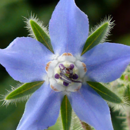Borage