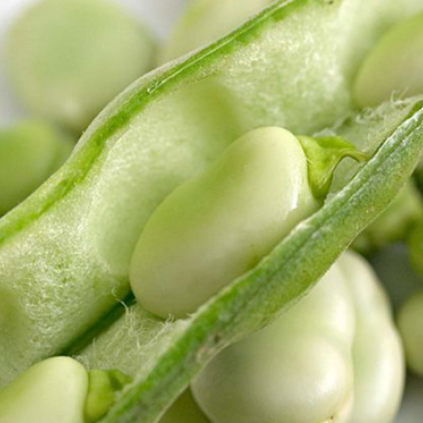 A Broad Bean in a pod