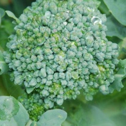 Broccoli, Calabrese