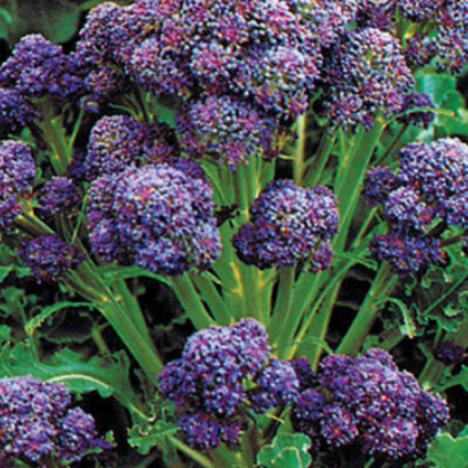 Broccoli, Sprouting