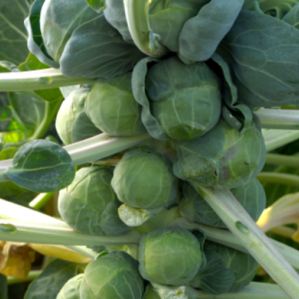 Brussels Sprouts