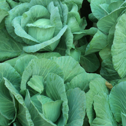 Cabbage