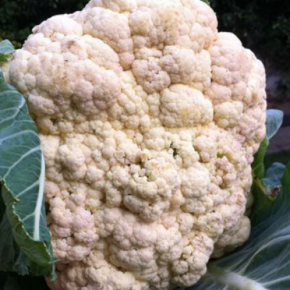 A head of Cauliflower