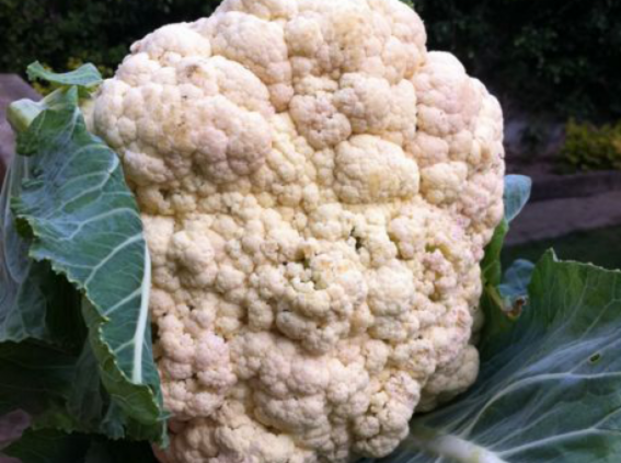 A head of Cauliflower
