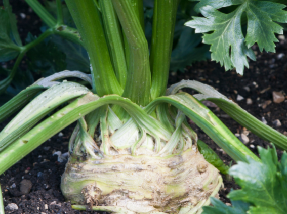 How to grow Celeriac  GROW HQ