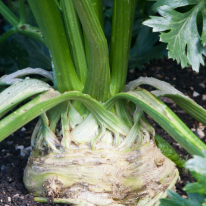 Celeriac growing in the ground