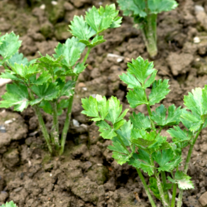 Celery