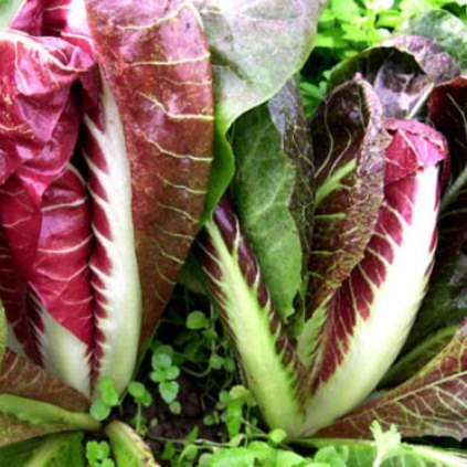 Chicory