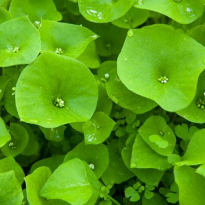 Claytonia growing