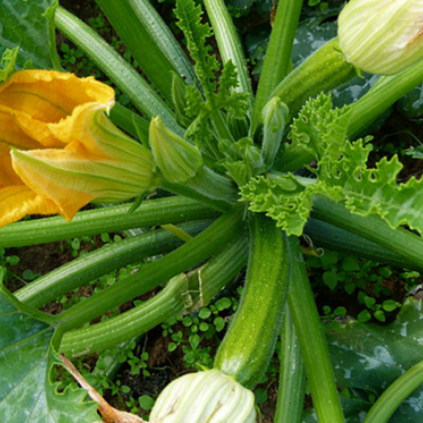 Courgette plant growing in the ground