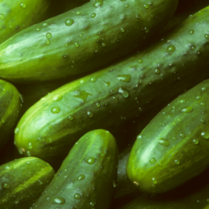 Cucumber Veg Directory