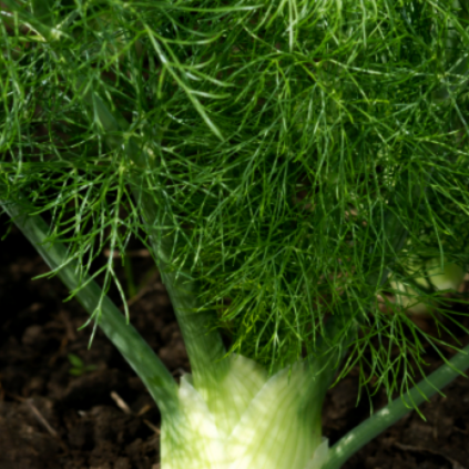 Florence Fennel growing in the ground