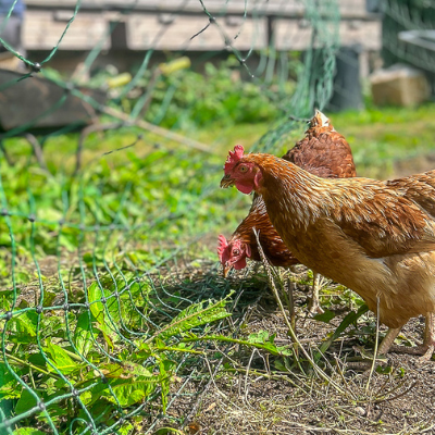 GIY Farm hens pecking at the ground