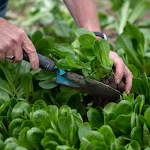 Food growing at GROW HQ