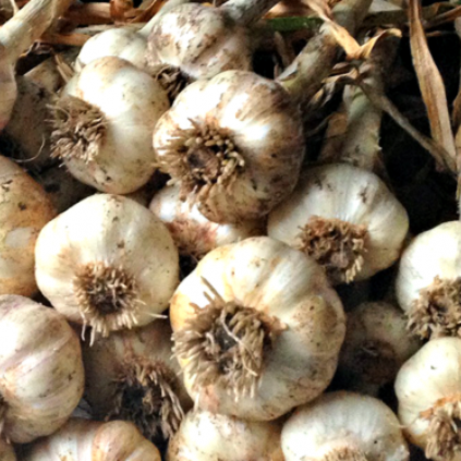 Garlic