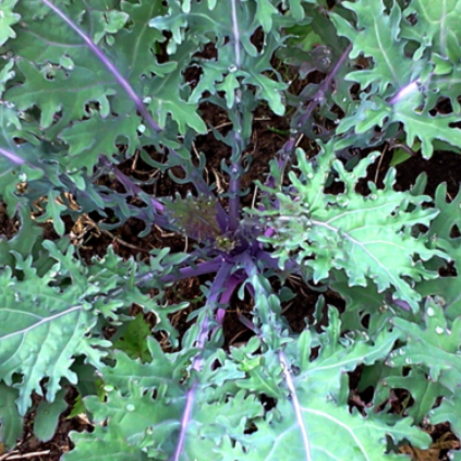 Kale
