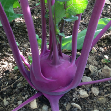 Kohlrabi