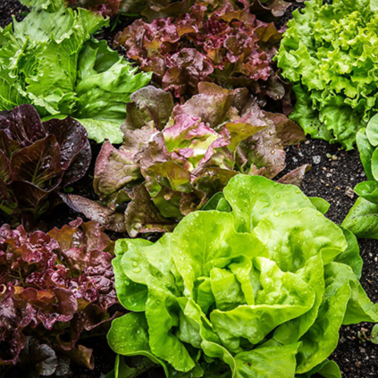Lettuce