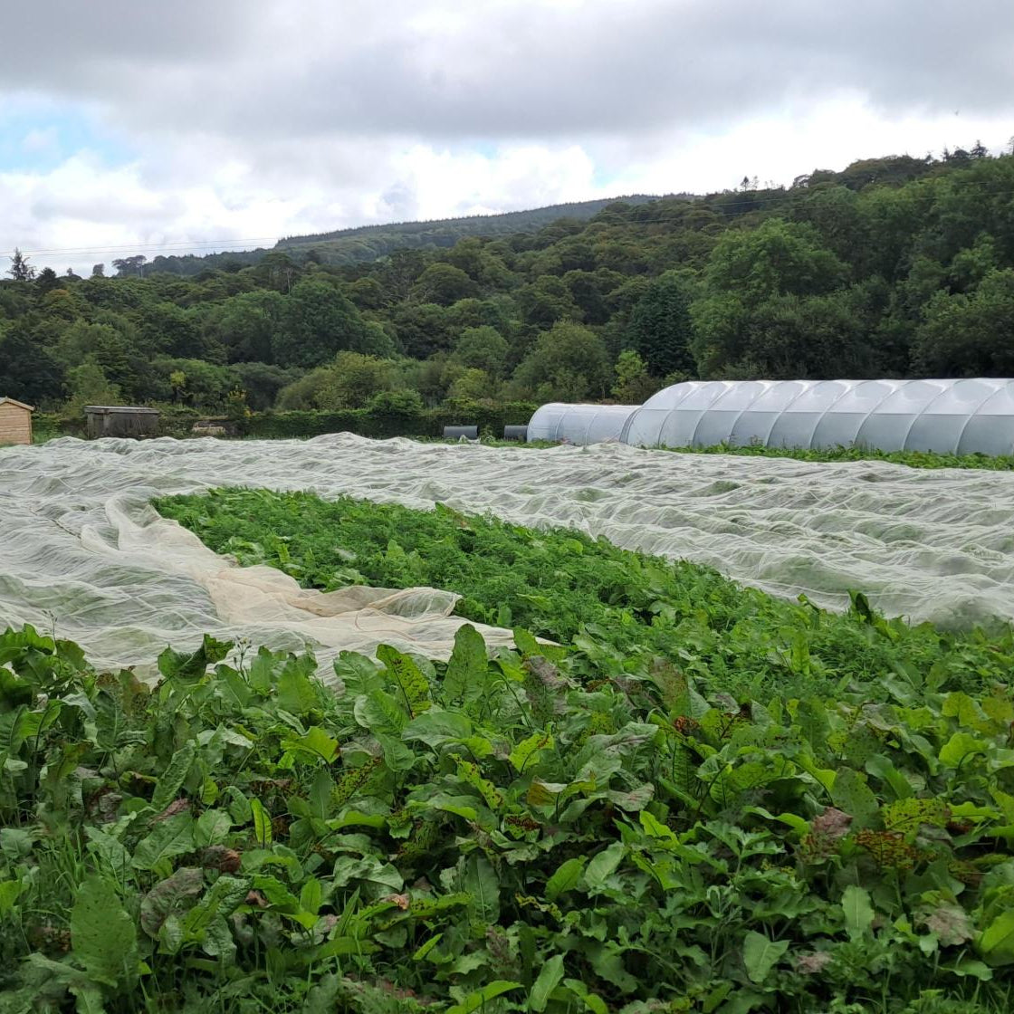 GROW HQ’S Market Garden within the walled garden at Curraghmore Estate