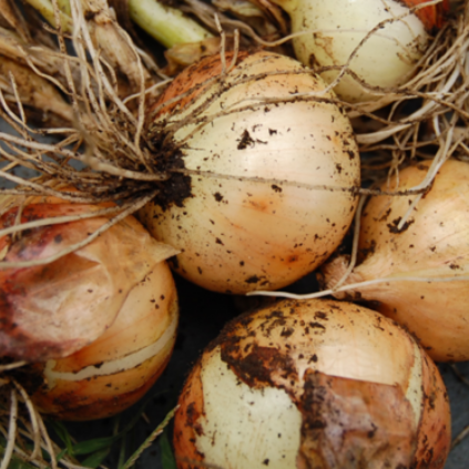 Onions