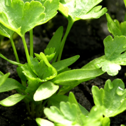Parsley