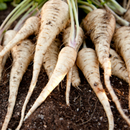 Parsnips