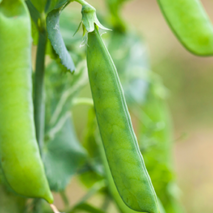 Peas
