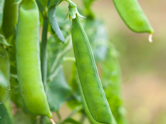 Peas