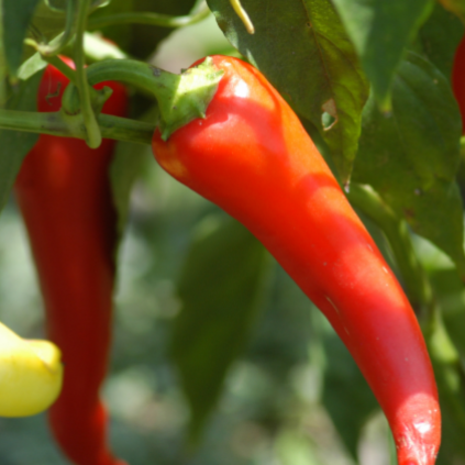 Red Peppers hanging on a plant
