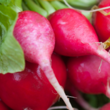 Radish