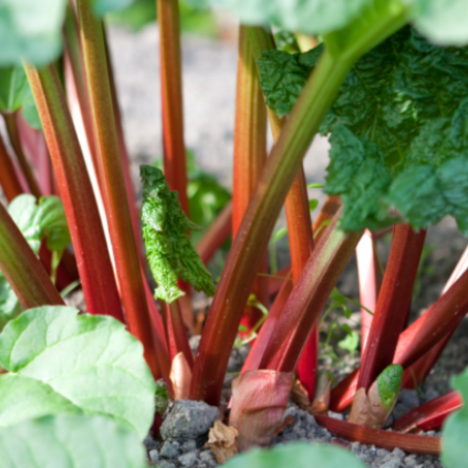 Rhubarb