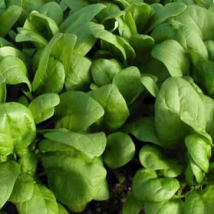 Spinach, Annual