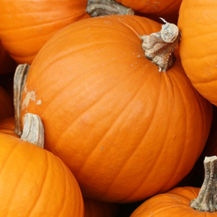 Squash & Pumpkin