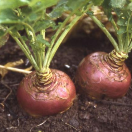 Swede & Turnip