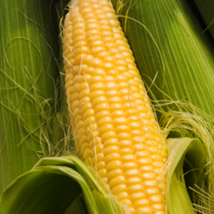 Sweetcorn