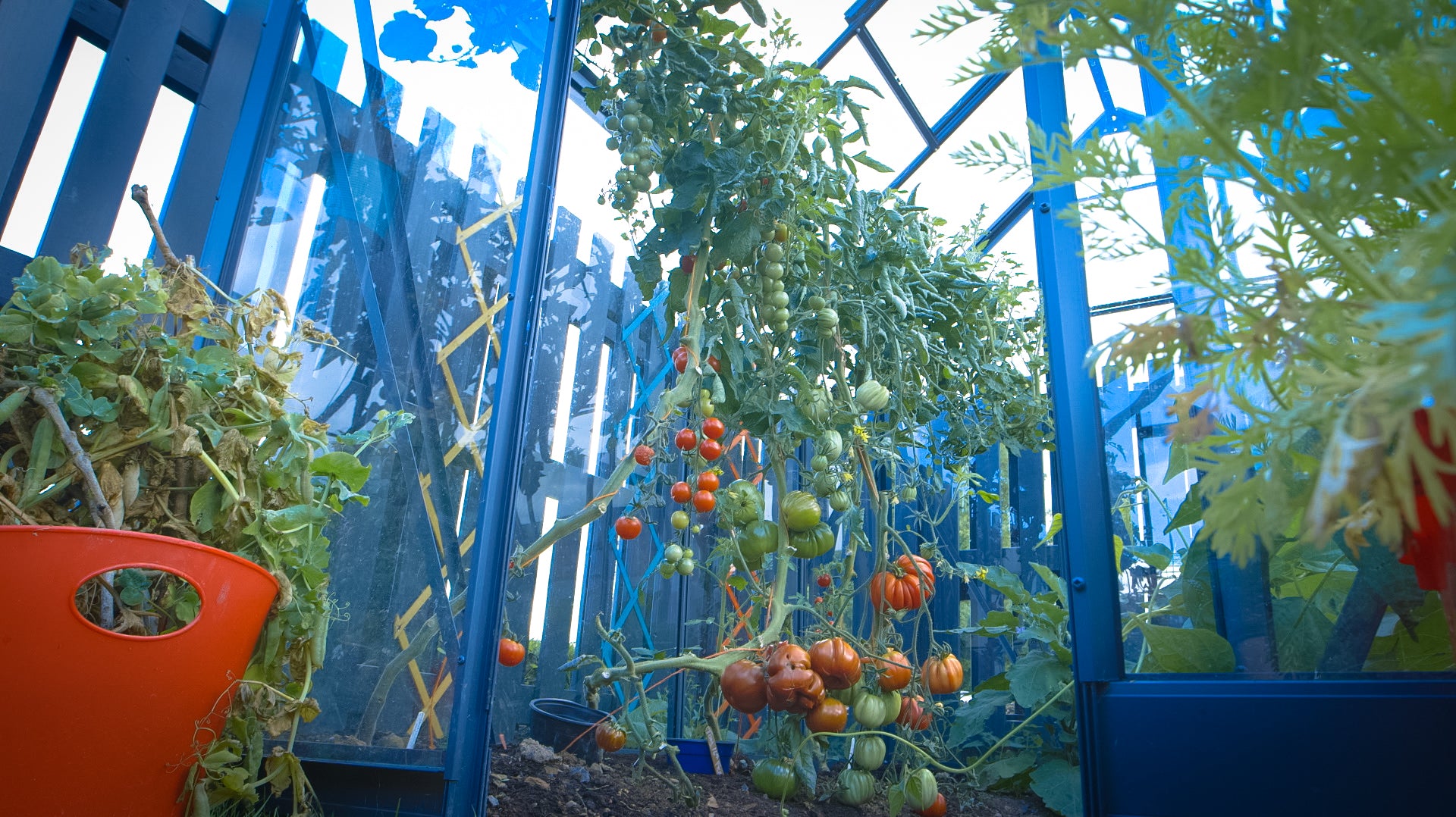 Mick Kelly explains transplanting tomatoes