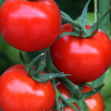 Red tomatoes hanging on a vine
