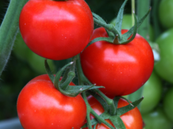 Red tomatoes hanging on a vine