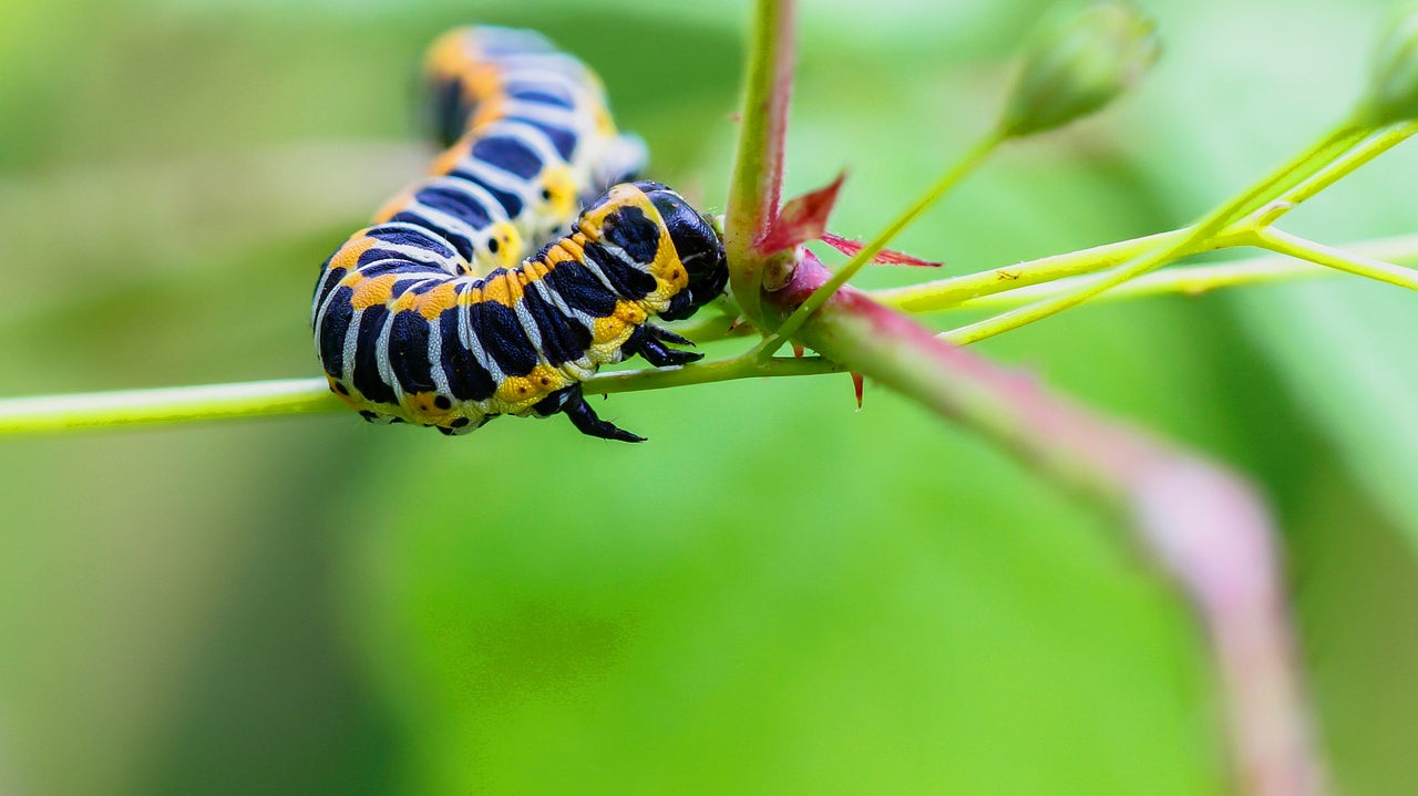 Richard's Ramblings August 10th - Pests and Diseases