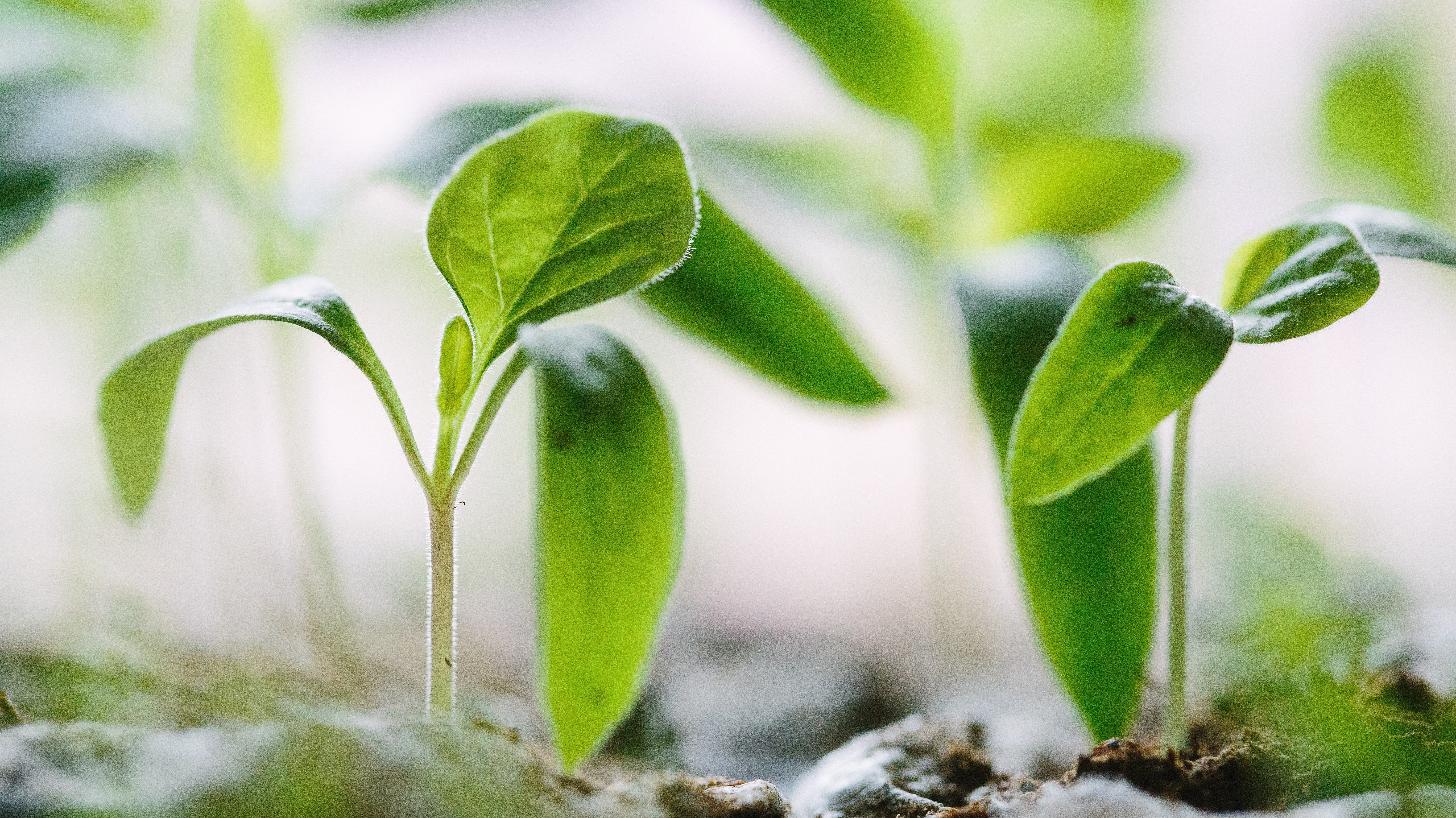 Richard ramblings, premature germination, seedlings, seed sowing and soil temperature.