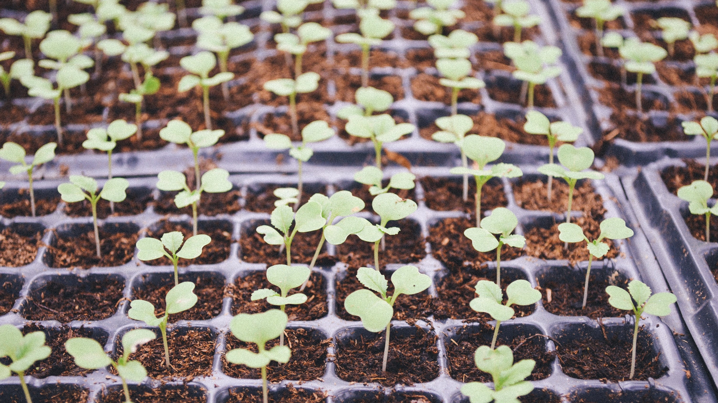 The Basics by Michael Kelly - August Sowing