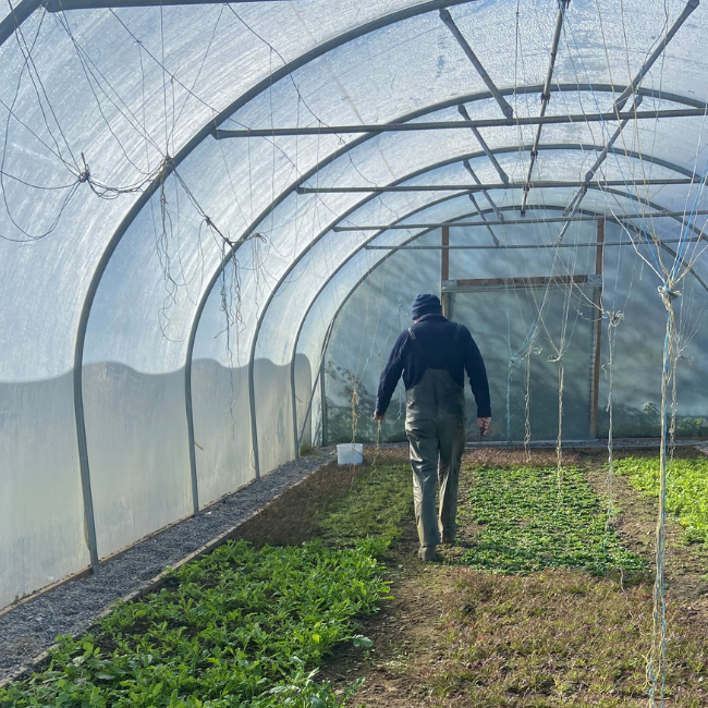 Image of back of man in polytunnel with young crops growing