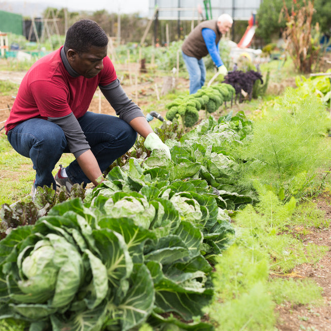 Two men harvesting food in a community garden as a tool for climate action