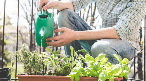 Ten things to do to start growing food. Easy ways to start growing food. Young man growing herbs in a window box
